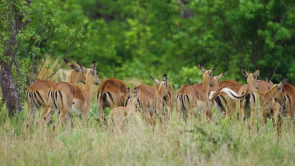 Herd Of Impala Wagging Their Tails In Grassland Of Moremi Game Reserve In Botswana. - wide shot alt