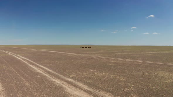 Aerial View of Camels Herd in the Gobi Desert