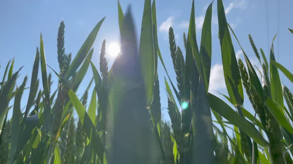 Green Wheat Stalks Blow in the Wind alt