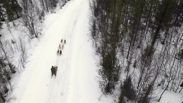 Drone Aerial View of Dogsledding Handler with Team of Trained Husky Dogs Mountain Pass Husky Dog alt