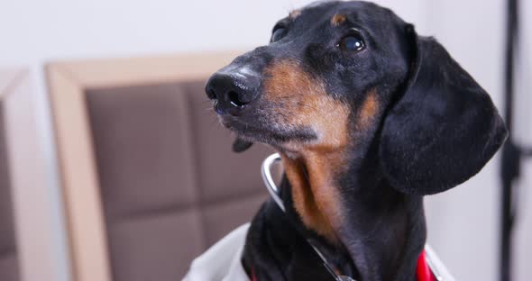 Serious Dachshund Dog with Stethoscope on Neck Looks Aside