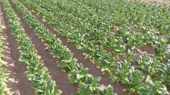 drone shots of a tobacco field in north carolina alt
