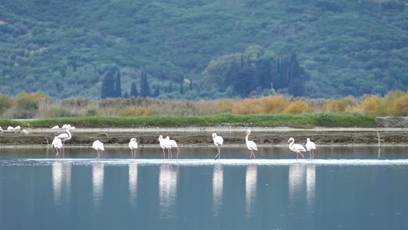 Flamingos walking away in a lake alt