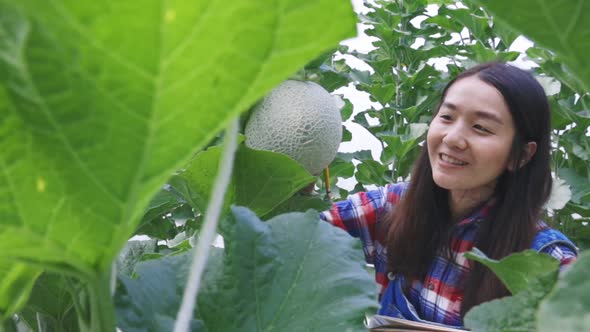 Modern agriculture concepts, Farmer women checking the quality of the melon on her farm alt