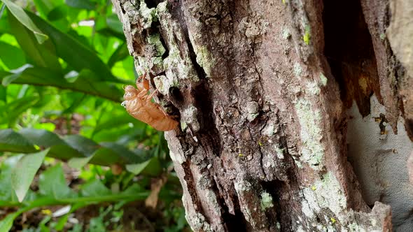 Cicada Skin Molt Left On Tree Trunk Season Of Coming Up Tropical Insect Cycle