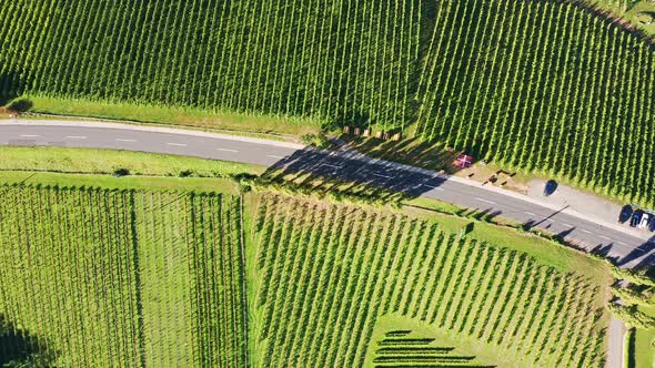 Aerial  Top View of Vineyards Durring Sunny Day in Late Summer.