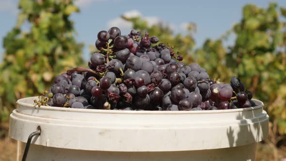 Zooming-in  common grape vine  4K 2160p 30fps UltraHD footage - Harvested  Vitis vinifera  fruit clo