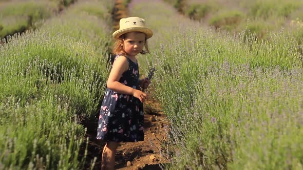 Happy Little Girl in a Hat Collects a Bouquet of Lavender