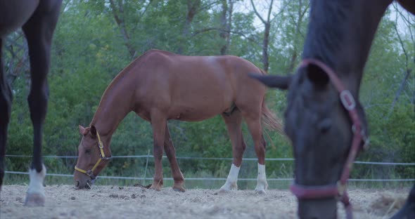 Beautiful Thoroughbred Horses Graze in the Meadow, Eat Grass. Animal Care alt