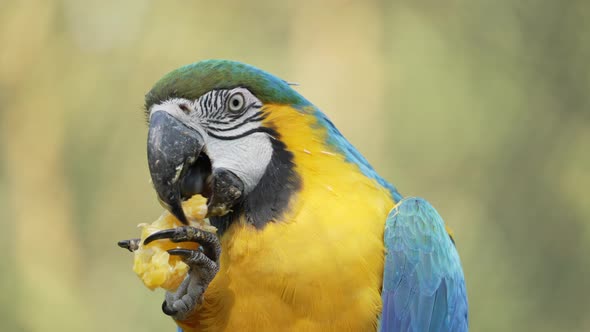 Close up shot of wild Ara Ararauna Parrot eating fresh fruits in jungle,4K shot alt