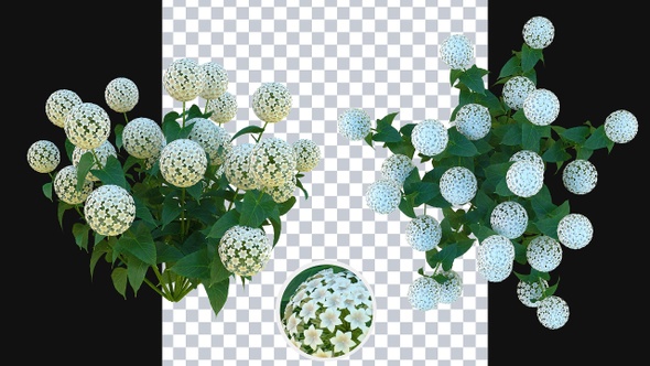 Growing Hydrangea Flowers alt