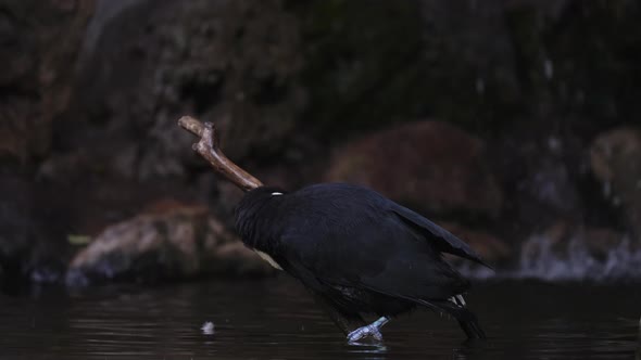 Portrait shot of beautiful Toco Toucan perched on wooden branch and jumping in water of amazon rainf alt