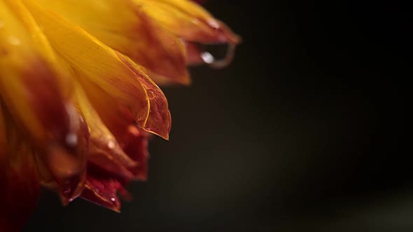 Macro Shot of Orange Flower with Water Drops on Dark Background Dew Drops Falling on Flower Petals