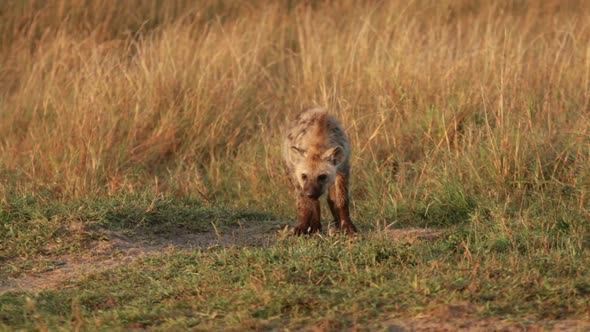 Young Hyena Walking Around