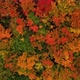 Aerial View Of The Autumn Forest - VideoHive Item for Sale