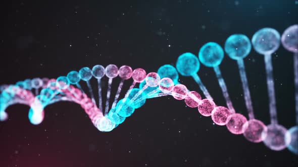 BiColor DNA Chain Loop