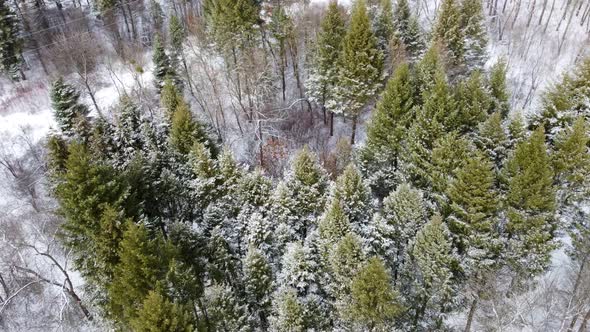 Evergreen pine tree branches, winter aerial view