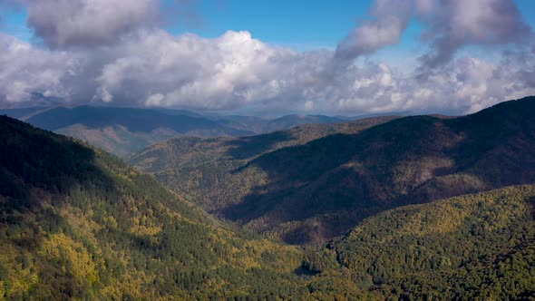 forest autumn 07 alt