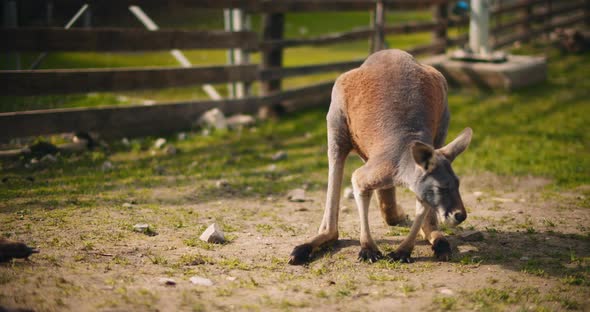 Adult male red kangaroo standing and looking around on a sunny day. BMPCC 4K alt