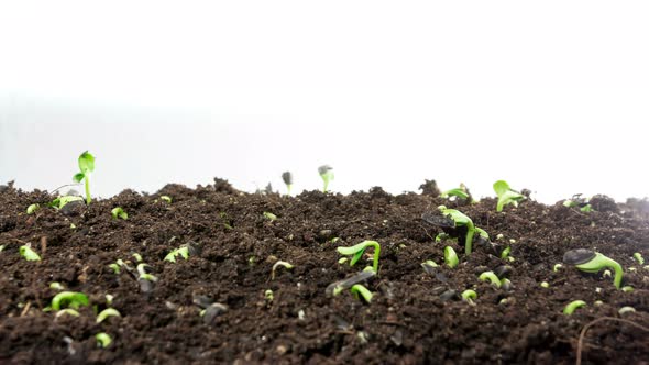 Time lapse growing plants