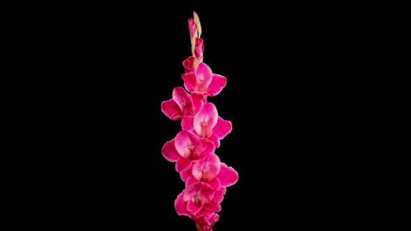 Time Lapse of Opening Pink Gladiolus Flower