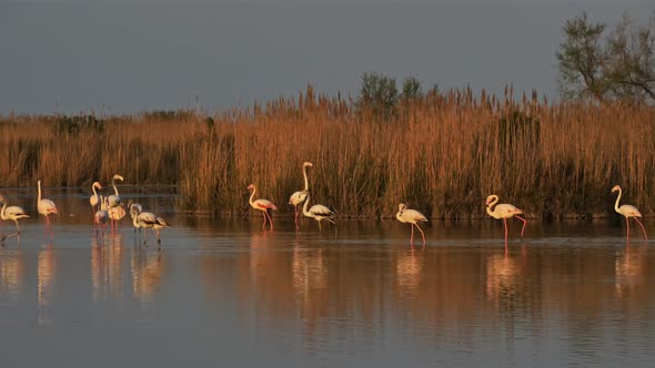 Greater Flamingos, Phoenicopterus roseus,Pont De Gau,Camargue, France alt