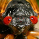Cicada on a Shore River