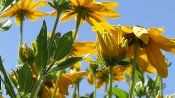Blooming Goldstorm Flowers alt