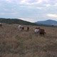 A Herd Of Horses Shot With A Drone In The Wild 9 - VideoHive Item for Sale