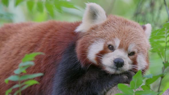 Close up of cute sleepy red panda yawning in wilderness,stick out tongue,slow mo alt