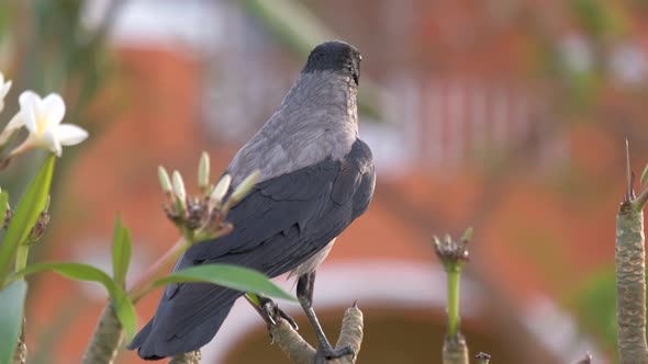 Black Wild Crow Bird Looking for Food on Tree Branch in Summer alt