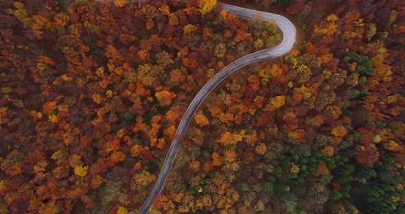 Flying Over Winding Road in Autumn Forest 4K