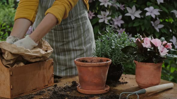 Gardener Transplants Potted Lavender Plant in Summer Blooming Garden alt