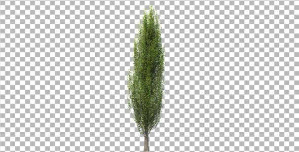 Tree poplar - 3Docean 4291846