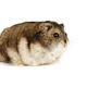 Dwarf Hamster - PhotoDune Item for Sale