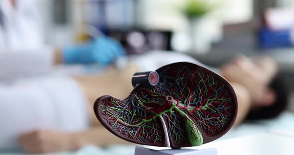 Ultrasound of Liver and Gallbladder of Human with Medical Ultrasound Diagnostic alt