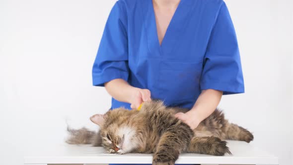 The girl combs the fur of a cat on a white table using a furminator alt