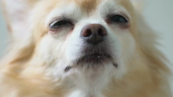 brown friendly chihuahua dog close up white wall background alt