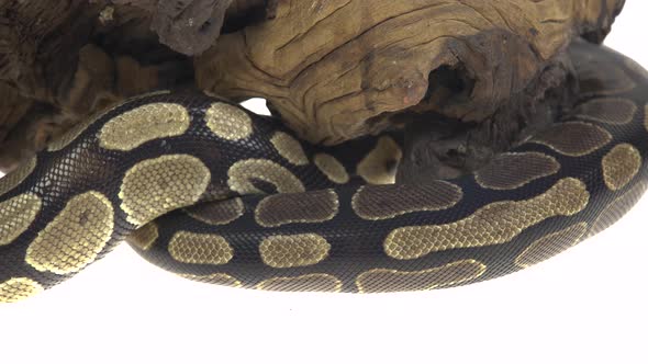 Royal Python or Python Regius on Wooden Snag in Studio Against a White Background. alt
