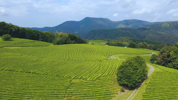 Tea Bushes Grow on the Mountainside. Organic Product. Cultivation and Harvest of Tea alt