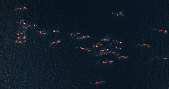 Open Water Swimming Competitions alt