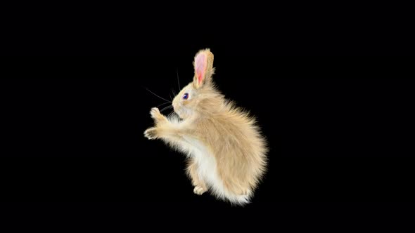 Rabbit Dancing 4K alt