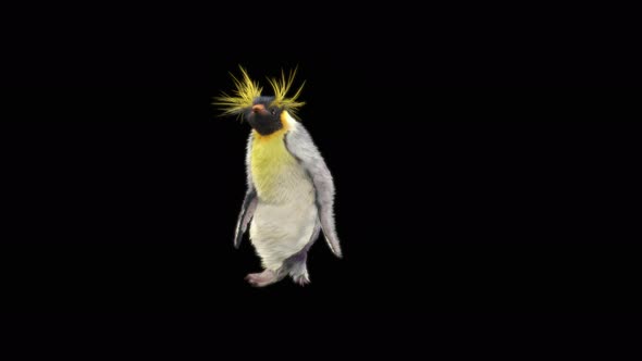 Penguin Dancing 4K alt