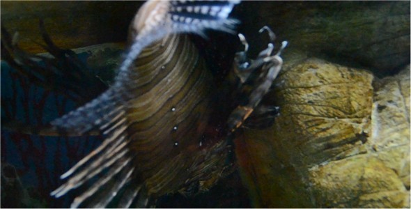 Underwater World alt