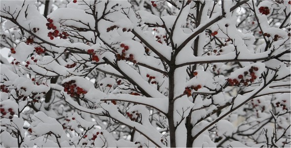 Mountain Ash alt