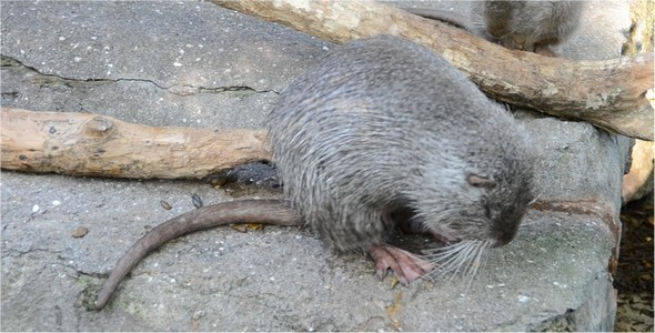 Nutria alt