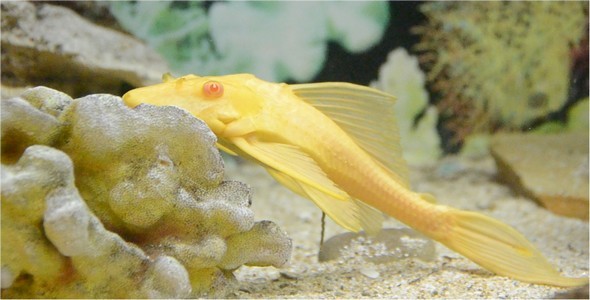 Underwater World 2 alt