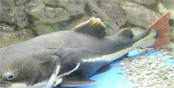 Underwater World 3 alt