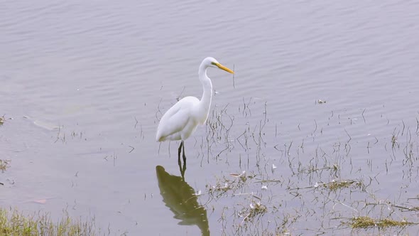 Beautiful white heron searching fishes in lake looking for hunt I Bird Stock Videos in full hd alt