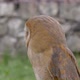 Barn Owl - VideoHive Item for Sale